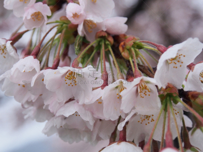 樱花,角馆,日本,秋田,水平画幅,旅行者,开花时间间隔,著名景点,风景,东北片区