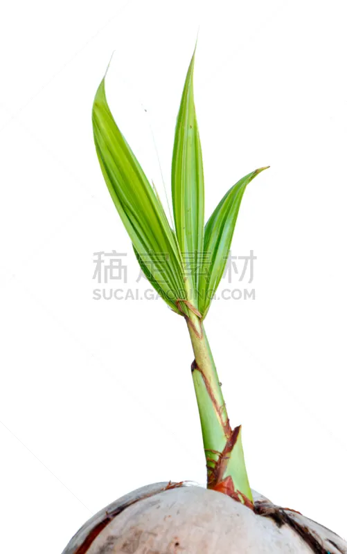 椰子 青年人 秧苗 分离着色 植物苗圃 垂直画幅 褐色 生食 异国情调 白色图片素材下载 稿定素材