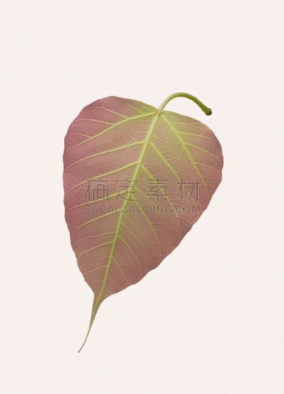 纹理效果,形态学,维管束,菩提树,植物,2015年,植物茎,白色,自然,中脉
