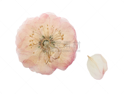 干的,野玫瑰,脆弱,粉色,透明,芳香的,水平画幅,无人,干花,特写