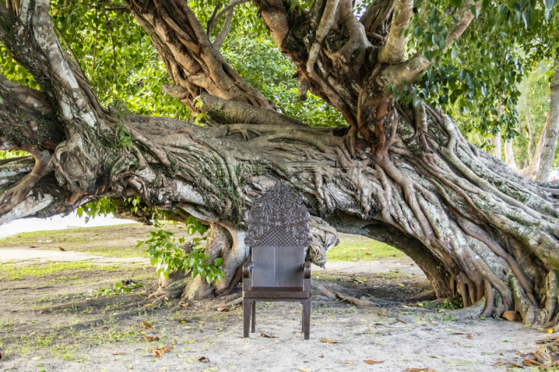 graduation chair with old fig tree, árvore figueira-benjamim (Ficus benjamina)