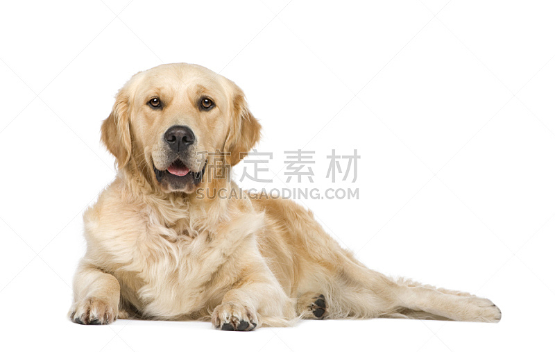 金毛寻回犬 两只动物 纯种犬 寻回犬 水平画幅 注视镜头 家畜 白色背景 肖像 背景分离图片素材下载 稿定素材