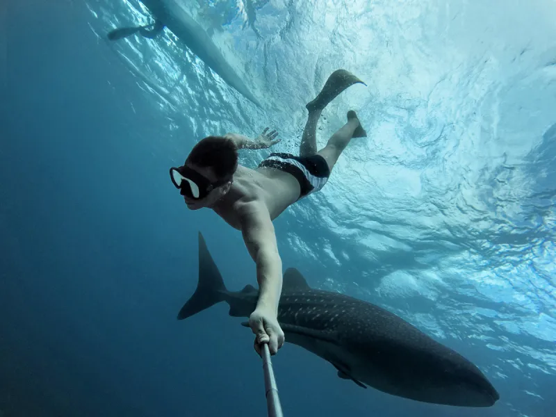 鲸鲨 宿雾省 观看鲸鱼 鲸 鲨鱼 潜水挡板 水中呼吸器 濒危物种 野生动物 热带气候图片素材下载 稿定素材