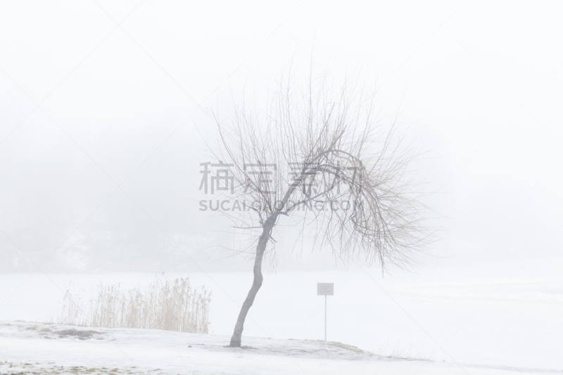 早晨,雾,派克大街,雨夹雪,莎草,记分板,水平画幅,雪,无人,户外