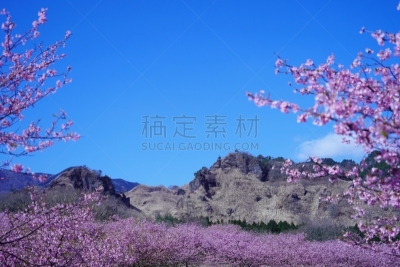 樱桃树,山脉,摄像机拍摄角度,公园,当地著名景点,彩色背景,景观设计,云,枝繁叶茂