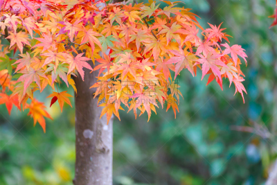京都府,寺庙,彩色图片,叶子,季节,自然,秋天,色彩鲜艳,日本,红色