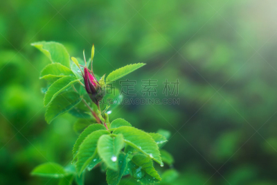 早晨,大特写,美,兰花,水平画幅,散焦,玫瑰,长谷寺,hase,活力