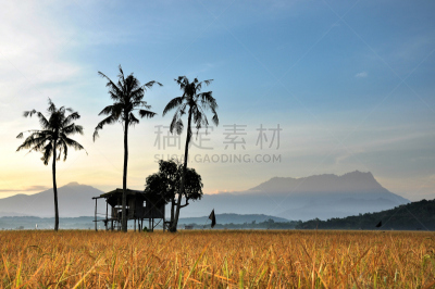 椰子树,山,小屋,古老的,天空,美,水平画幅,婆罗洲岛,沙巴州,早晨