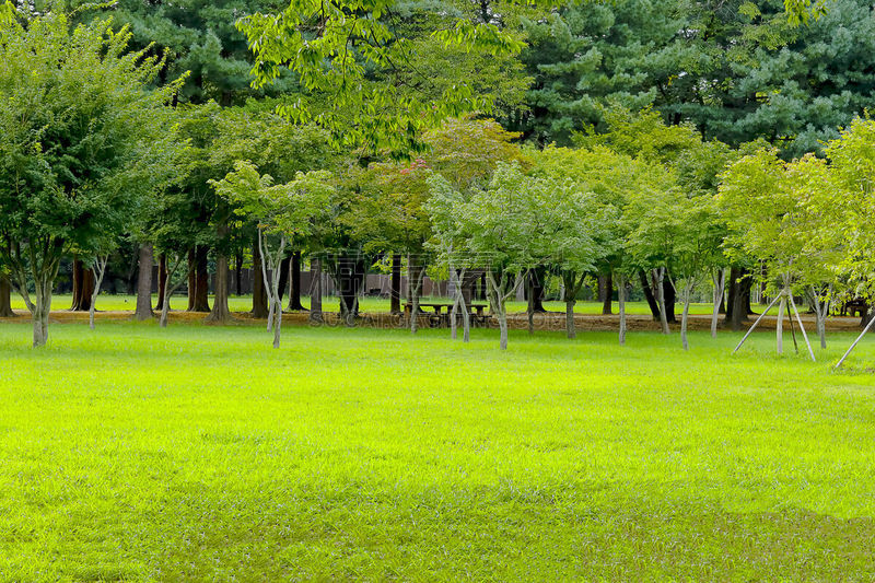 田地,韩国,绿色,岛,红杉,天空,美,水平画幅,银杏,旅行者