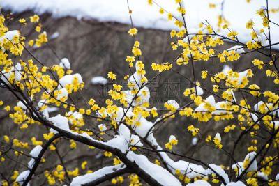 春天,梅花,黄金,寒冷,清新,雪,传统节日,植物,背景,绘画插图