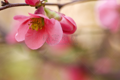 花朵,温柏,皱皮木瓜,选择对焦,留白,水平画幅,无人,五月,户外,特写