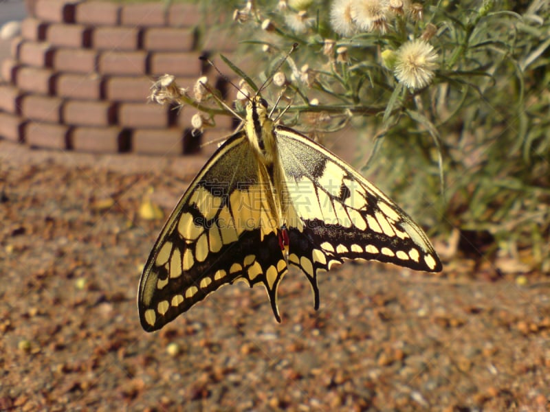 蝴蝶,巨大的,common rose swallowtail butterfly,凤尾蝶,自然,水平画幅,秋天,无人,翅膀,黑色