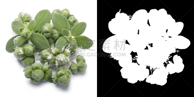 墨角兰,花薄荷属,小路,剪贴路径,背景分离,清新,香料,花盆,食品,甜食