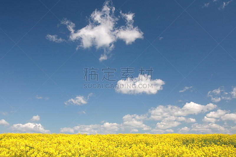 天空,田地,蓝色,春天,油菜花,黄色,水平画幅,枝繁叶茂,无人,户外