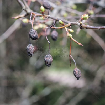 干果,自然,水果,无人,猎人李格林,嫩枝,方形画幅,花蕾,春天,2015年