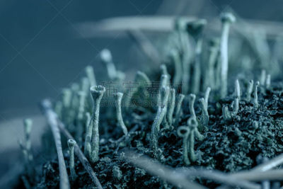 地衣,环境,松木,针叶,背景,真菌,自然,秋天,苔藓,蓝色