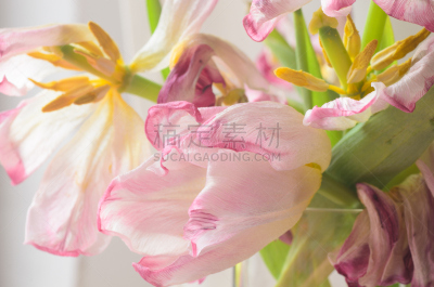 郁金香,枯萎的,粉色,死亡的植物,水平画幅,衰老过程,符号,古典式,干的,特写