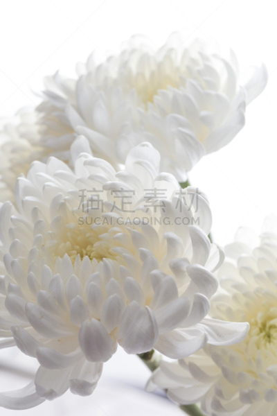 菊花,自然美,白色,自然,芳香的,黄色,季节,垂直画幅,图像,花瓣