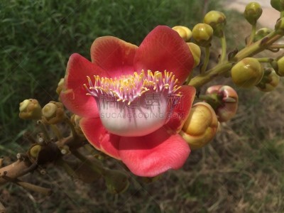 自然,园林,清新,泰国,图像,四肢,花粉,花朵,炮弹树,枝