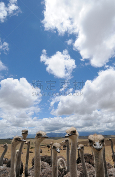 鸵鸟,垂直画幅,喙,彩色图片,鸟类,好奇心,农场,长颈族,南非,摄影