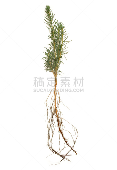 松树,秧苗,白色,垂直画幅,无人,重新造林,户外,移植手术,植物,新生活