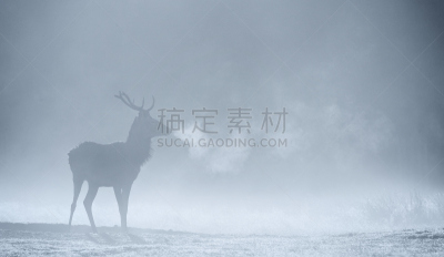 马鹿,雄鹿,雾,自然,野生动物,水平画幅,驼鹿,早晨,野外动物,欧洲蕨