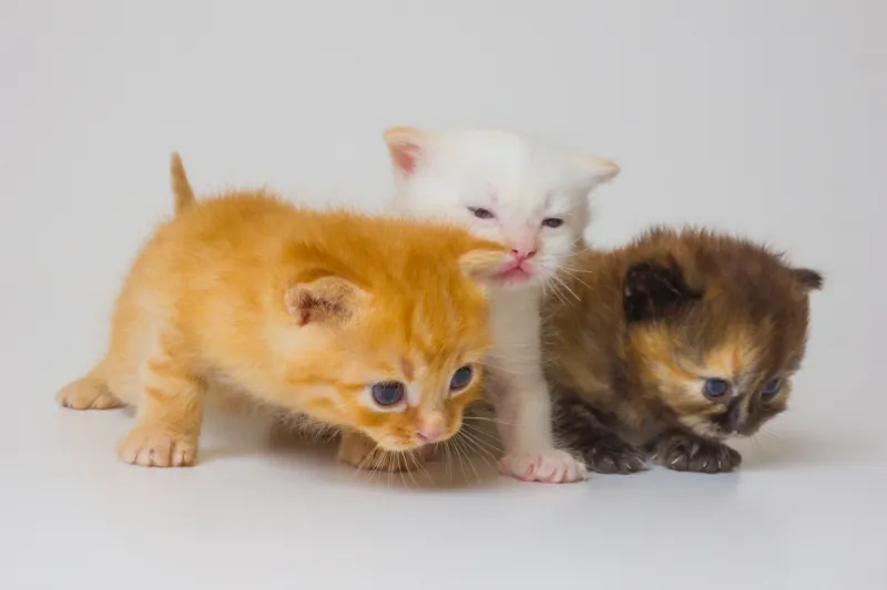 姜小猫 姜小猫图片 姜小猫素材下载 稿定素材 姜小猫 姜小猫图片 姜小猫素材下载 稿定素材