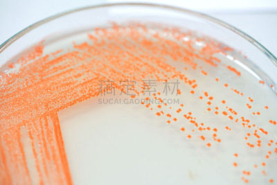 微生物学,细菌,大群动物,盘子,生物科技,水平画幅,酵母,无人,科学实验