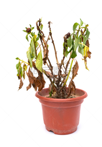 植物,牡丹,粉色,白色背景,自然,垂直画幅,枯萎的,无人,死的,衰老过程