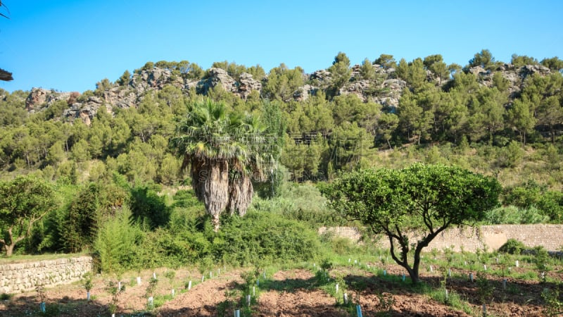 巴利阿里群岛,地中海,建筑,马略卡,外立面,puerto de soller,水平画幅,无人,夏天