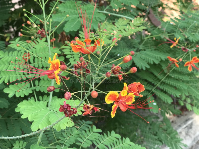 孔雀,凤凰木,耀斑,云实,心皮,生态多样性,雄蕊,水平画幅,无人,生物学