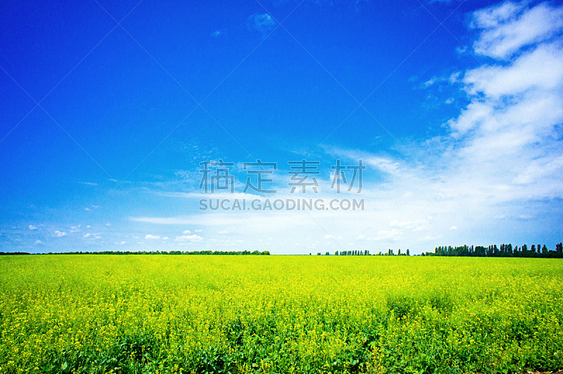 蓝色,活力,天空,自然,草地,宁静,水平画幅,绿色,枝繁叶茂,景观设计