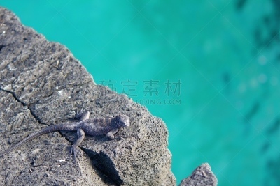 加拉帕戈斯群岛,海鬣蜥,婴儿,岩石,悬崖,水,水平画幅,无人,圣克里斯托瓦尔岛,海洋生命