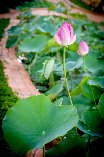 荷花,平顺省,垂直画幅,越南,无人,粉色,摄影