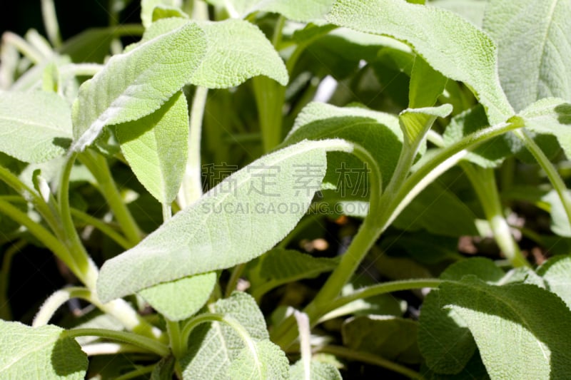 鼠尾草,植物,自然,芳香的,水平画幅,绿色,无人,有机食品,生食,草本