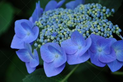 八仙花属,植物,水平画幅,无人,亚洲,东京,日本,日野,摄影,花