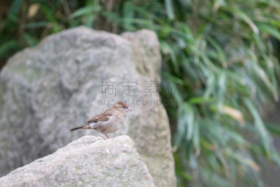 麻雀,小的,孤鸽,家麻雀,自然,领导能力,褐色,野生动物,水平画幅,鸟类