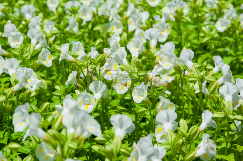 自然美,特写,美,水平画幅,美人,花束,植物,彩色图片,园艺,清新