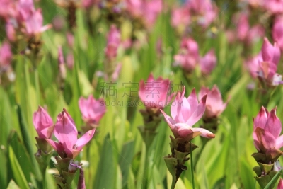 热带的花,泰国,自然,水平画幅,无人,户外,百合花,姜黄,热带灌木,植物