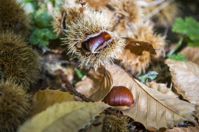 栗子,美,水平画幅,纹理效果,枝繁叶茂,光,北美歌雀,叶状图案,chestnut-capped babbler,山