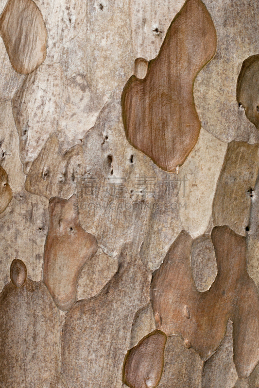 纹理,树皮,mindanao gum tree,棉兰老岛,自然,垂直画幅,褐色,式样,无人,抽象