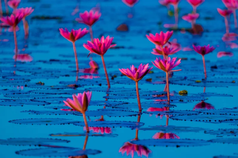 泰国 红色 粉色 莲花湖 睡莲 乌冬面 百合花 水 美 荷花图片素材下载 稿定素材