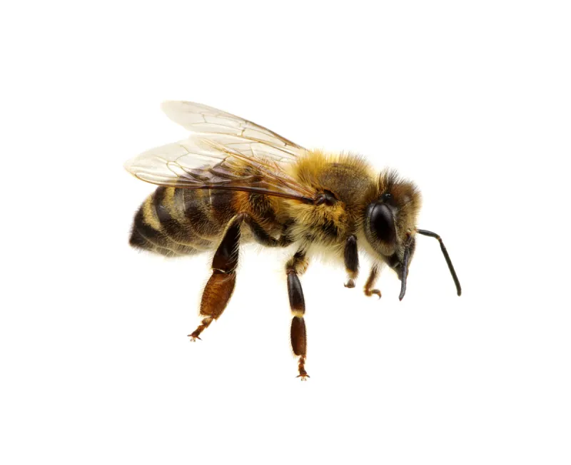 蜜蜂 白色 黄色 两翼昆虫 背景分离 图像 翅膀 蜂蜜 动物身体部位 昆虫图片素材下载 稿定素材