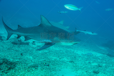 bull shark,水,水平画幅,注视镜头,斐济,无人,印鱼,动物学,水下,鲨鱼