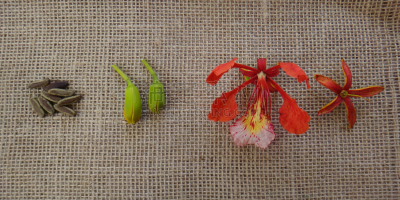 红色,凤凰木,萼片,花蕾,种子,美,褐色,水平画幅,枝繁叶茂,园艺