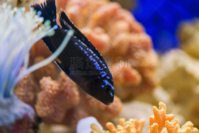 鱼类,水族馆,海洋,透明,鱼子,印度洋,秤,线,水下,马累