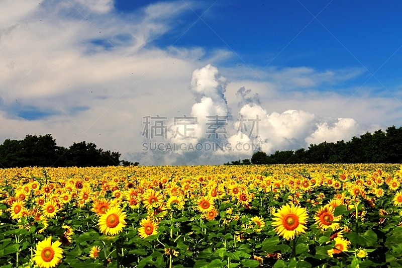 向日葵,天空,水平画幅,无人,泥土,夏天,户外,北海道,树林,黄色
