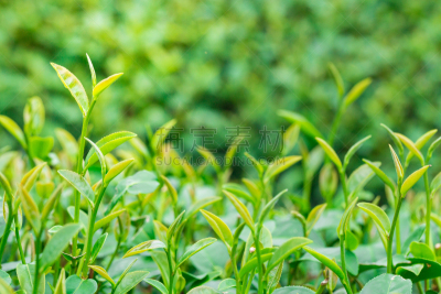 特写,茶叶,绿色,喀拉拉邦,自然,水平画幅,秧苗,无人,夏天,前景聚焦