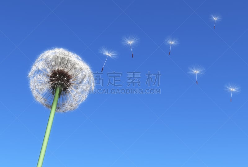 蒲公英,天空,风,水平画幅,绘画插图,轻的,半空中,特写,仅一朵花,白色