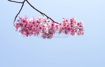 梅花,热,池塘,中国,植物,户外,晴朗,充满的,东,樱花